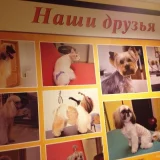 Центр ветеринарных и груминг-услуг АмурВет  на проекте Blag.vetspravka.ru