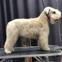 Салон груминга Barberdog Фото 2 на проекте Blag.vetspravka.ru Салон груминга Barberdog Фото 2 на проекте Blag.vetspravka.ru